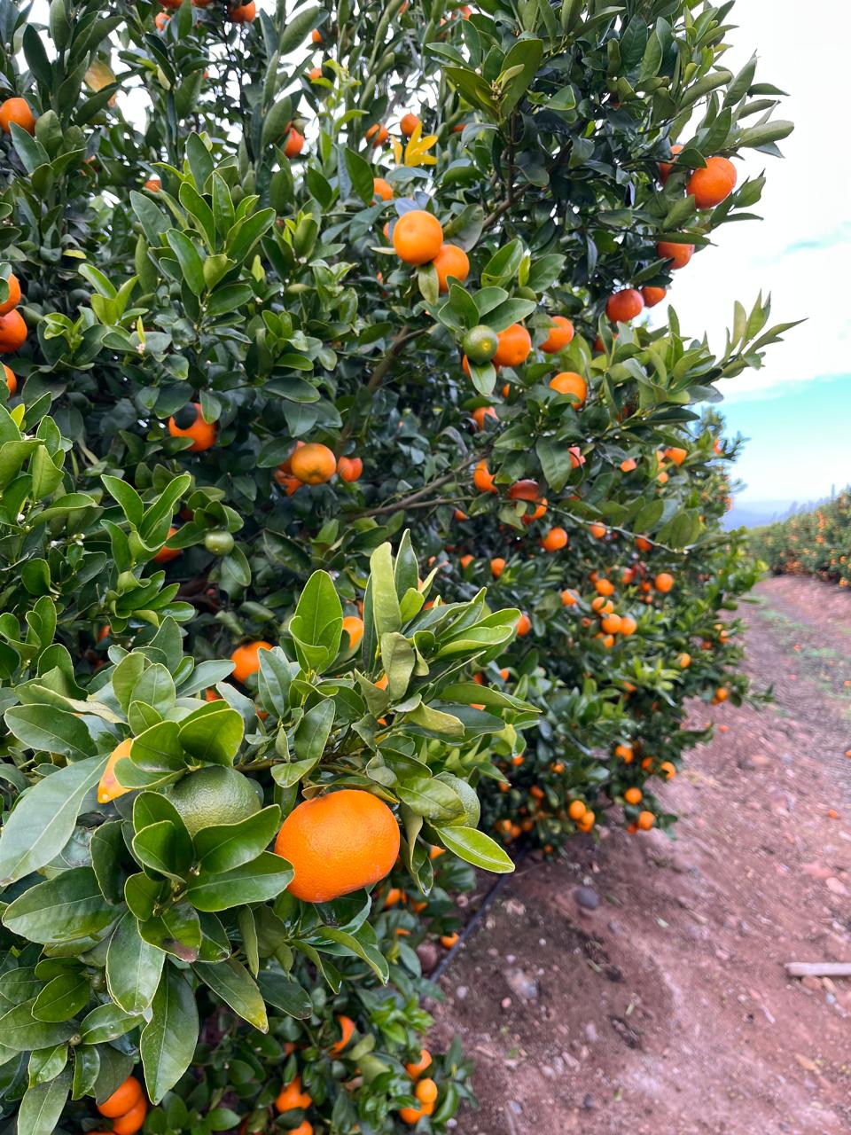 Producción de mandarinas W. Murcott de RIOblanco