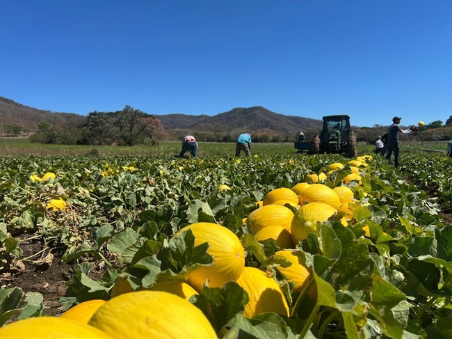 Costa Rica logra abrir el gigantesco mercado chino para su melón 6 Yellow Honeydew