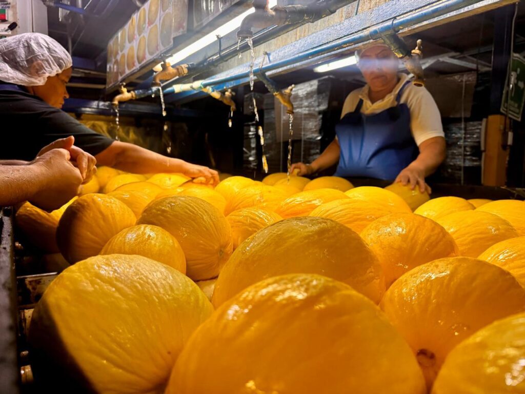 Costa Rica logra abrir el gigantesco mercado chino para su melón Costa Rica logra abrir el gigantesco mercado chino para su melón