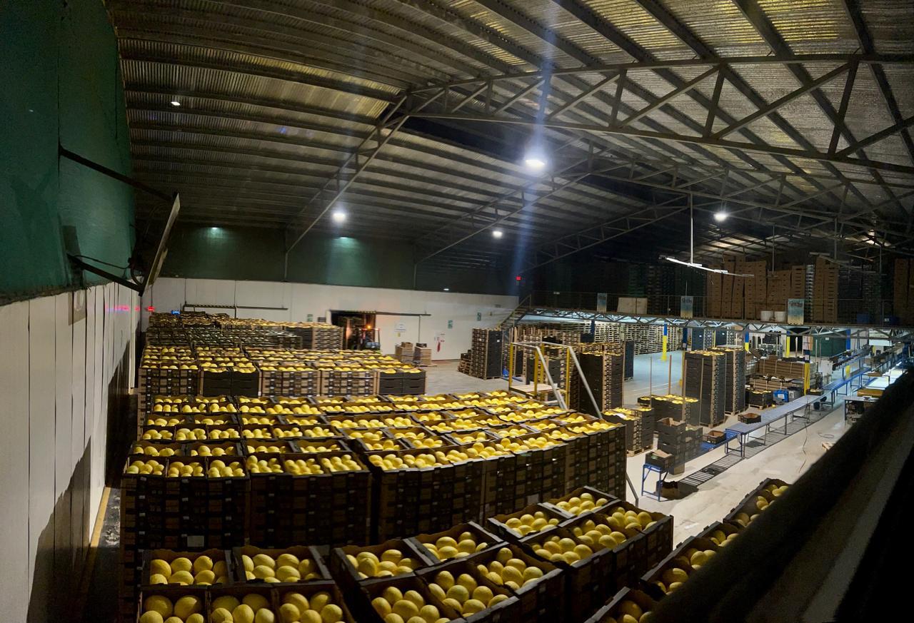 Costa Rica logra abrir el gigantesco mercado chino para su melón 3 Costa Rica firma protocolo con China para exportar melón y diversificar mercados
