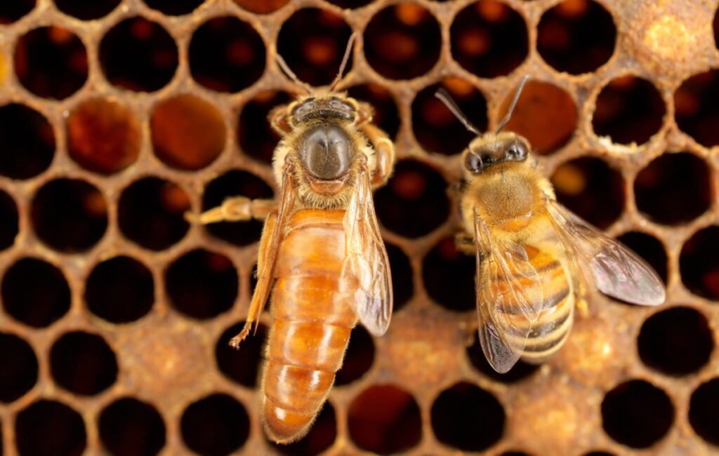 Uruguay aprueba nueva normativa que regula la importación de abejas reinas