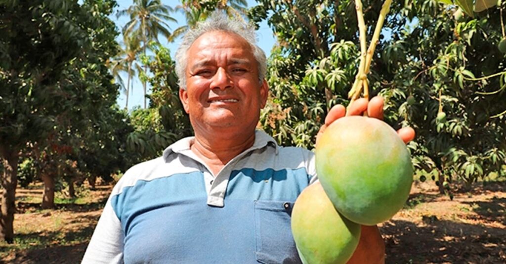 Exportación de mango peruano se recupera en la campaña 2024-2025 Exportación de mango peruano se recupera en la campaña 2024-2025