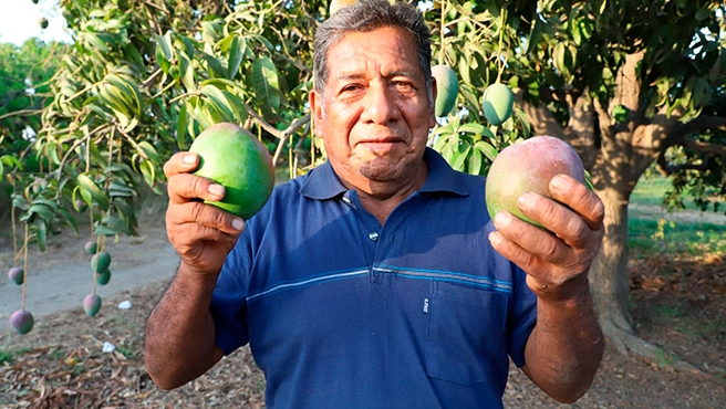 Exportación de mango peruano se recupera con fuerza en la campaña 2024-2025