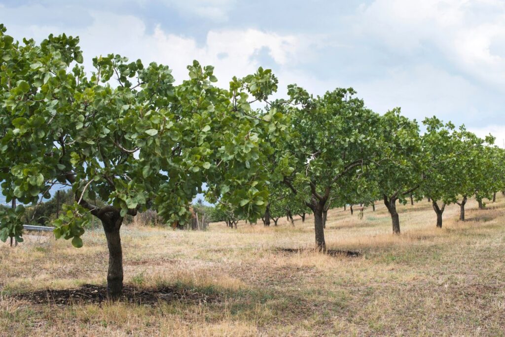 pistachos