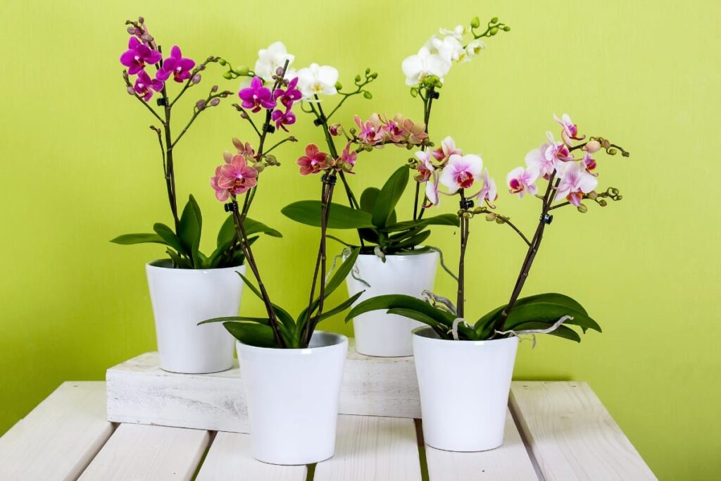 Guía 2025 para el cultivo de orquídeas en macetas Guía 2025 para el cultivo de orquídeas en macetas