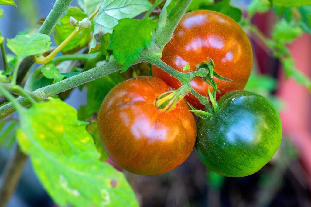 tomates orgánicos