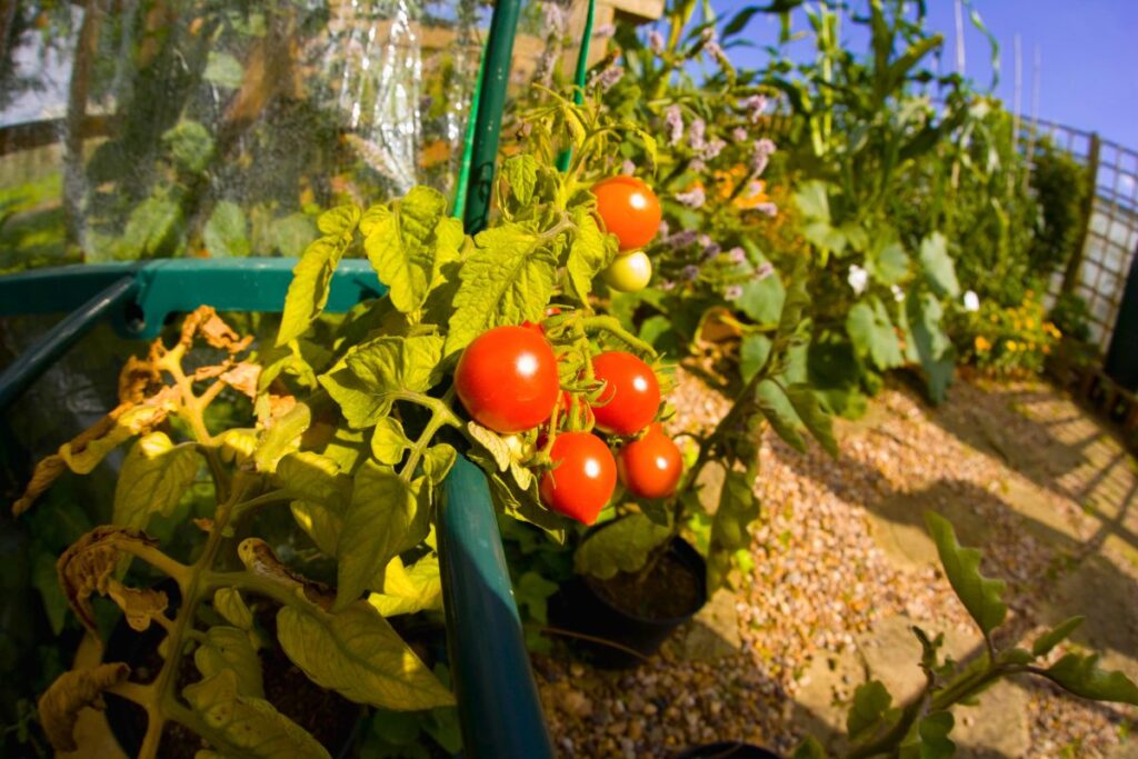 tomates orgánicos
