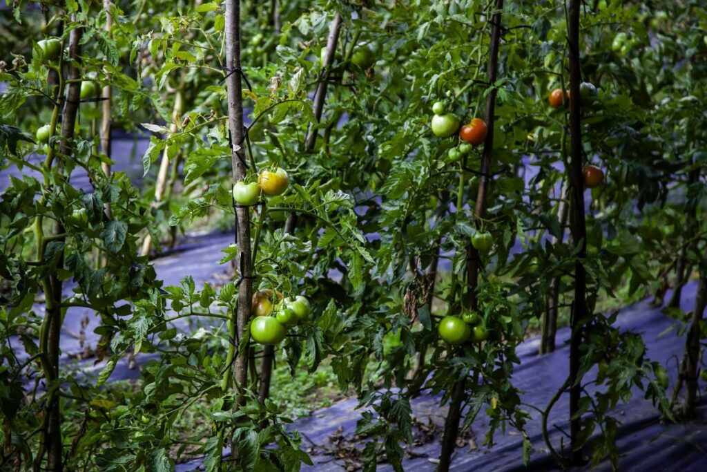 tomates orgánicos