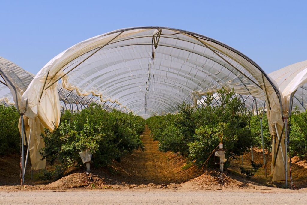 Manejo fitosanitario en plantaciones de pistachos en Sudamérica Manejo fitosanitario en plantaciones de pistachos en Sudamérica