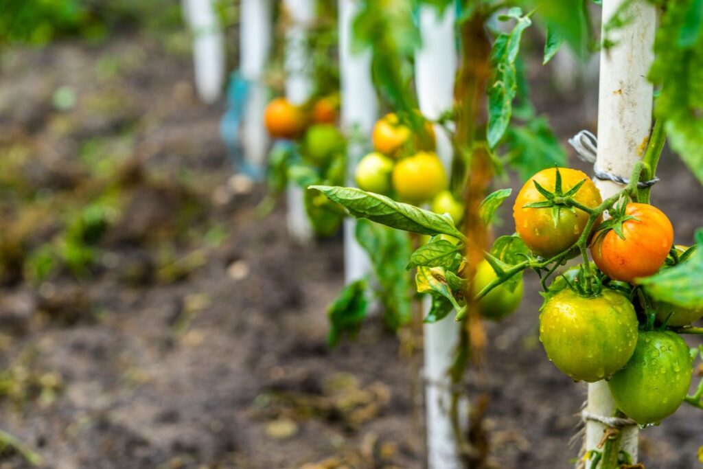 Cómo cultivar tomates orgánicos al aire libre Cómo cultivar tomates orgánicos al aire libre