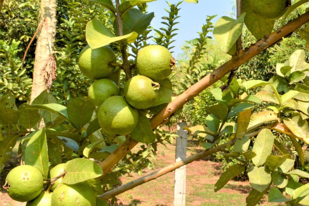 cultivo de la guayaba