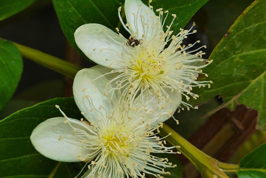 cultivo de la guayaba