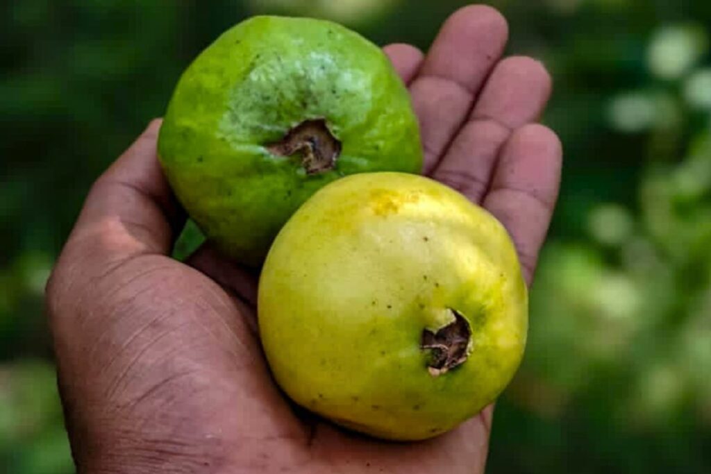 cultivo de la guayaba
