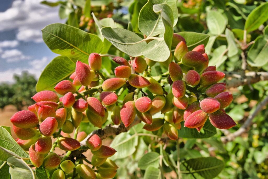 pistachos