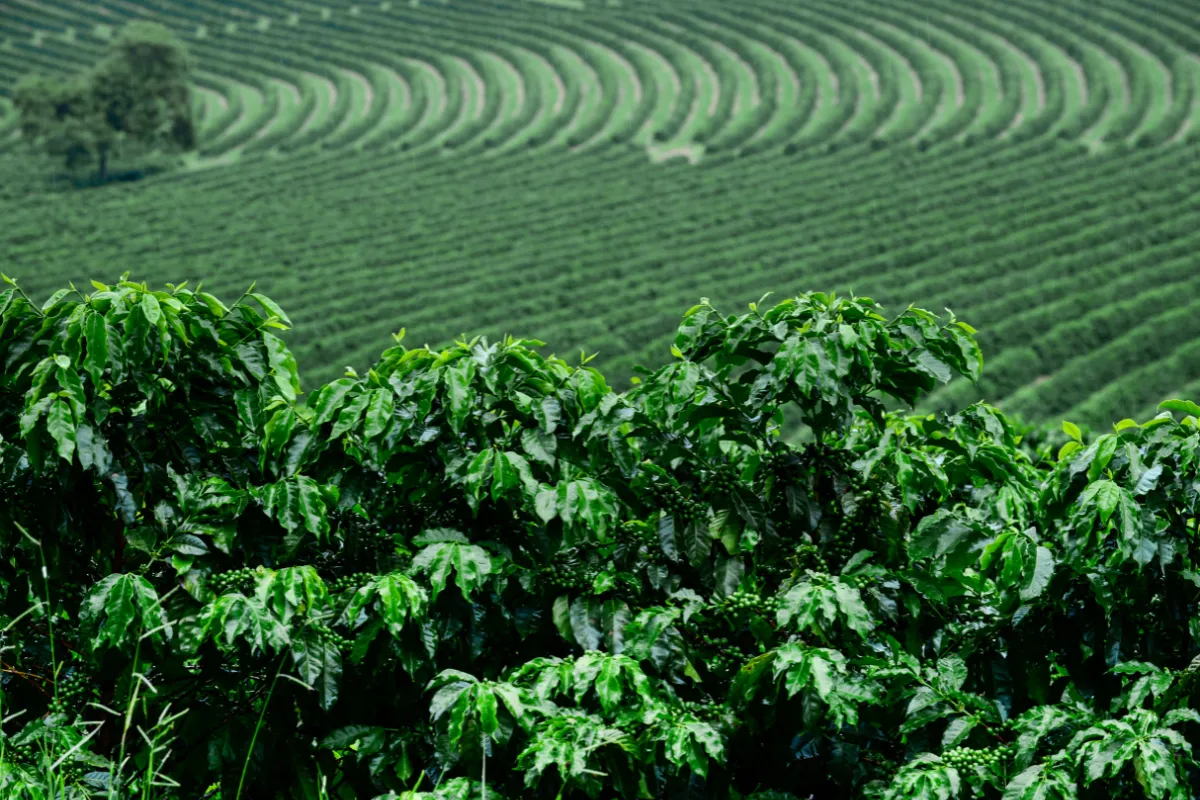 producción de café