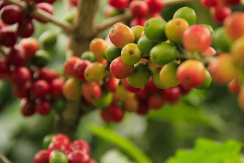producción de café