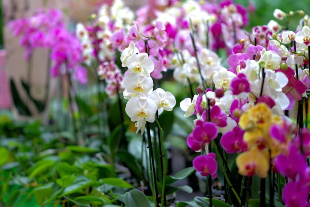 orquídeas