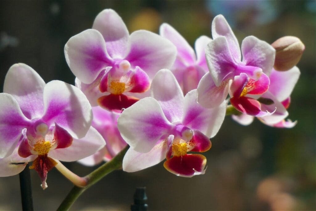 Guía 2025 para el cultivo de orquídeas en macetas 4 orquídeas