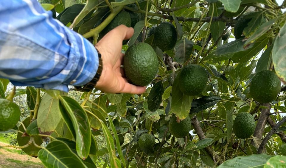 Jesús Chávez Álvarez: pasión y convicción en la producción de aguacate orgánico en México