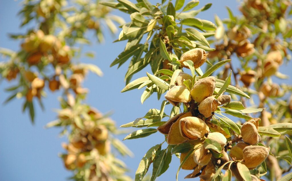 Industria chilena del almendro: potencial latente en un mercado global que exige volumen y diferenciación