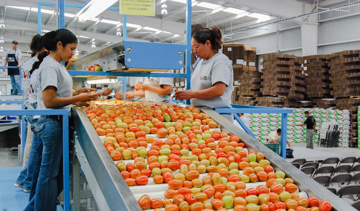 México fija precios mínimos de exportación para el tomate fresco