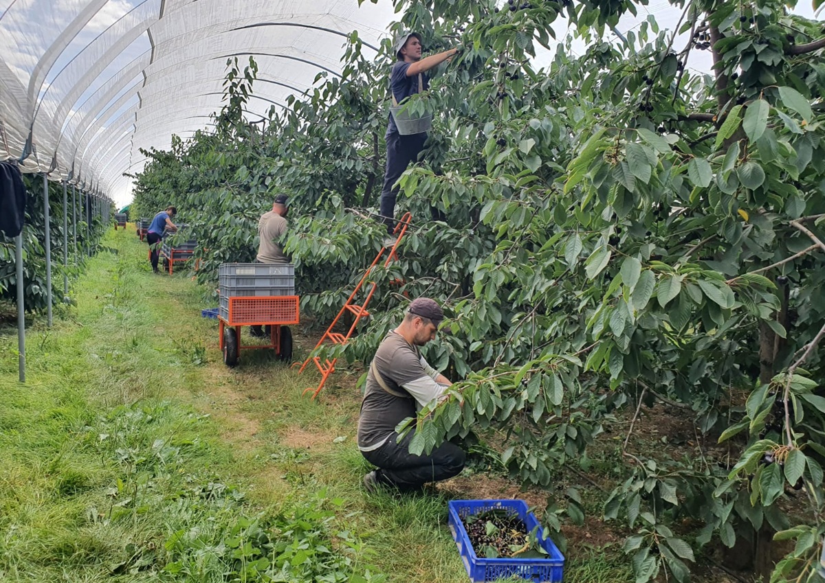 Agrícola San Clemente logra hito estratégico con operaciones en cuatro países
