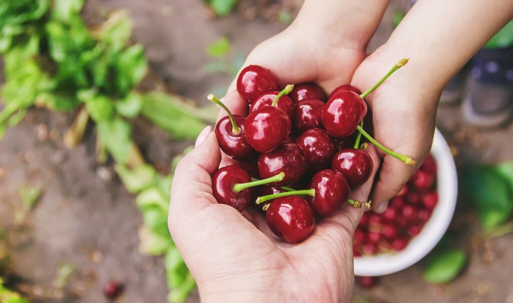 El mercado global de cerezas experimenta una sólida expansión El mercado global de cerezas experimenta una sólida expansión