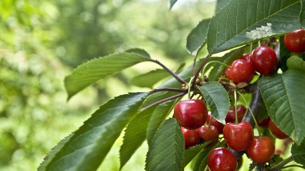 Cerezas españolas ya pueden exportarse a China
