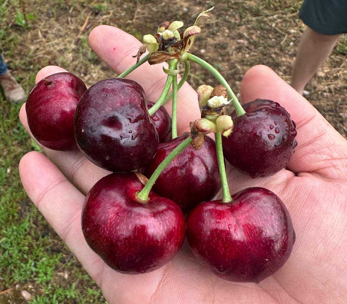 Cerezas españolas: buenos precios y baja oferta marcan la campaña 2025