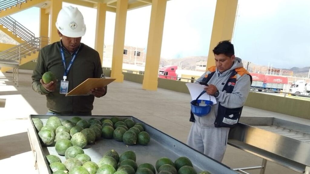 Senasag de Bolivia descarta existencia de paltas contaminadas con cadmio y Perú reacciona Senasag de Bolivia descarta existencia de paltas contaminadas con cadmio y Perú reacciona