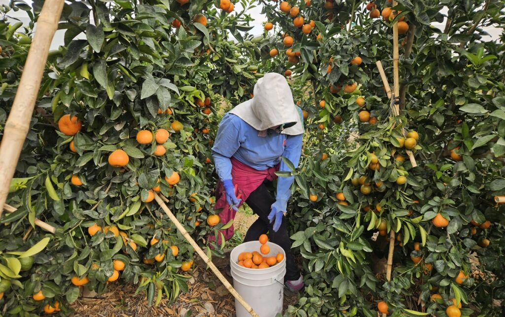 Agrícola San Clemente logra hito estratégico con operaciones en cuatro países Agrícola San Clemente logra hito estratégico con operaciones en cuatro países