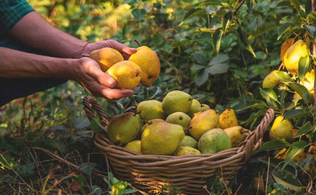 Cataluña aumentará producción de peras y bajará la de manzanas en la campaña 2025