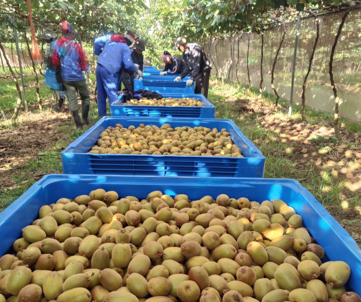 Producción global de kiwi Dorì crece con nuevos huertos en Chile, Sudáfrica y Australia