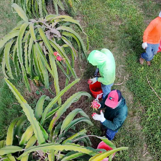 Producción de pitahaya en Florida crece con fuerza en 2025