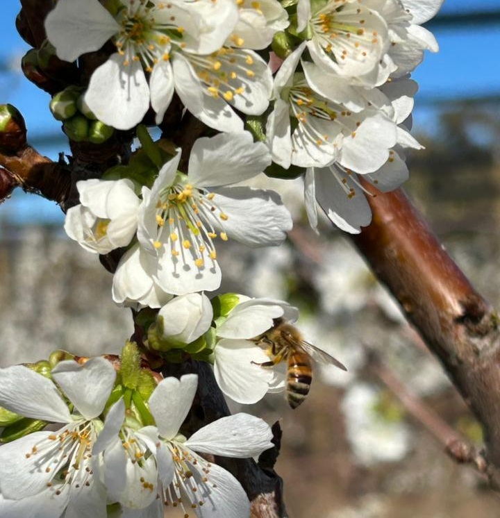 Florecimiento de cerezas primores en Chile: "Ovalle va a tener la mejor expresión de la historia"