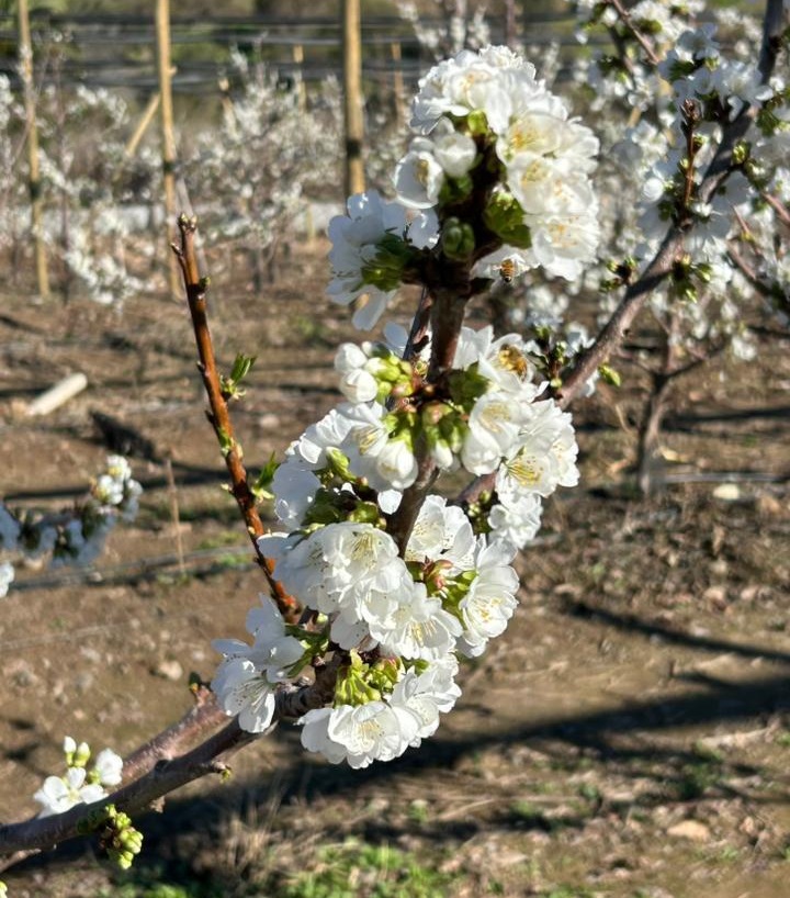 Florecimiento de cerezas primores en Chile: "Ovalle va a tener la mejor expresión de la historia"