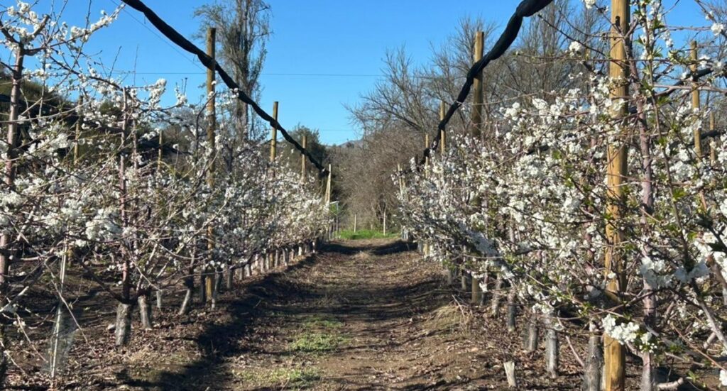 Florecimiento de cerezas primores en Chile: 