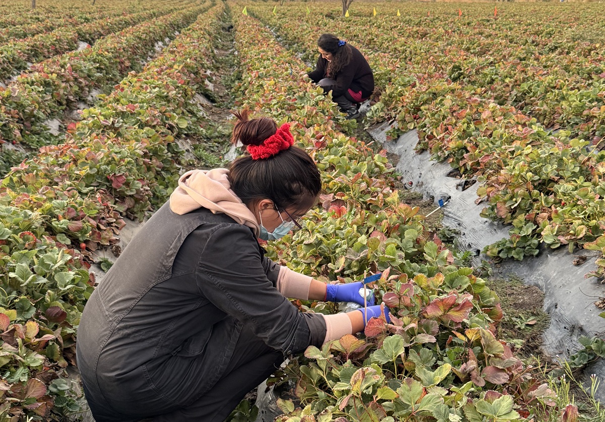 Proyecto chileno promete aumentar la vida útil de las frutillas en postcosecha