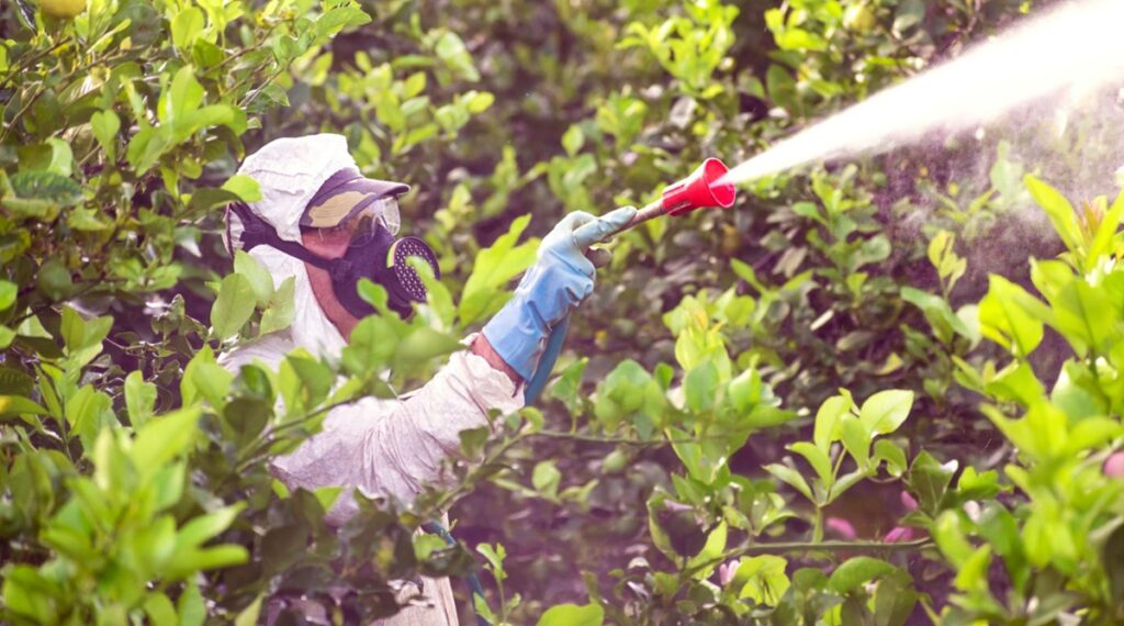 Especialistas alertan sobre nuevas plagas en frutales producto del cambio climático Especialistas alertan sobre nuevas plagas en frutales producto del cambio climático