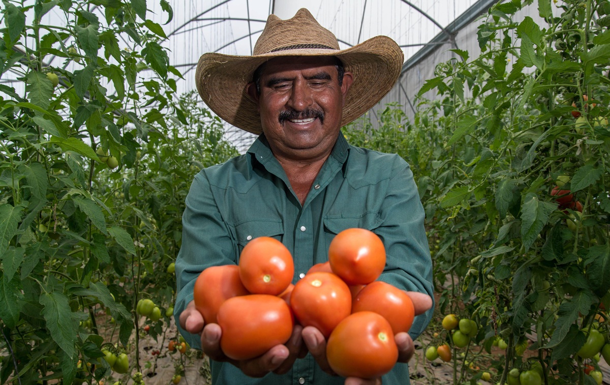 México fija precios mínimos de exportación para el tomate fresco