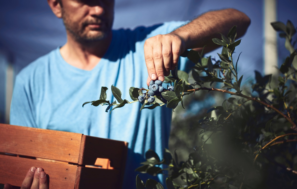El arándano frente al dilema varietal