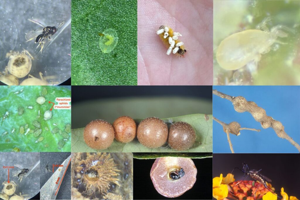Los insectos benéficos que no ves Los insectos benéficos que no ves