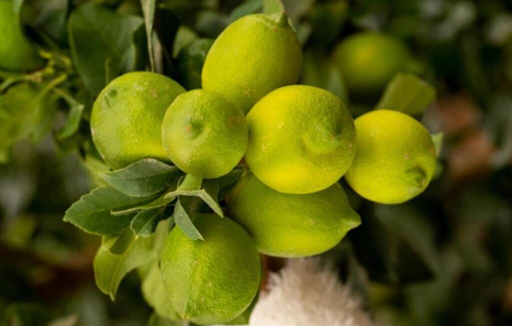 Benjamín Andes, la variedad chilena de limón que conquista mercados como Estados Unidos, Australia, España y Turquía