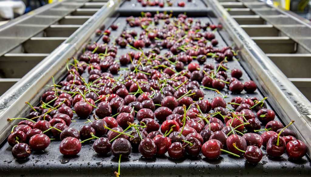 “Uno de los peores años en precios”: ¿Qué pasó con la temporada de cerezas en Washington? “Uno de los peores años en precios”: ¿Qué pasó con la temporada de cerezas en Washington?