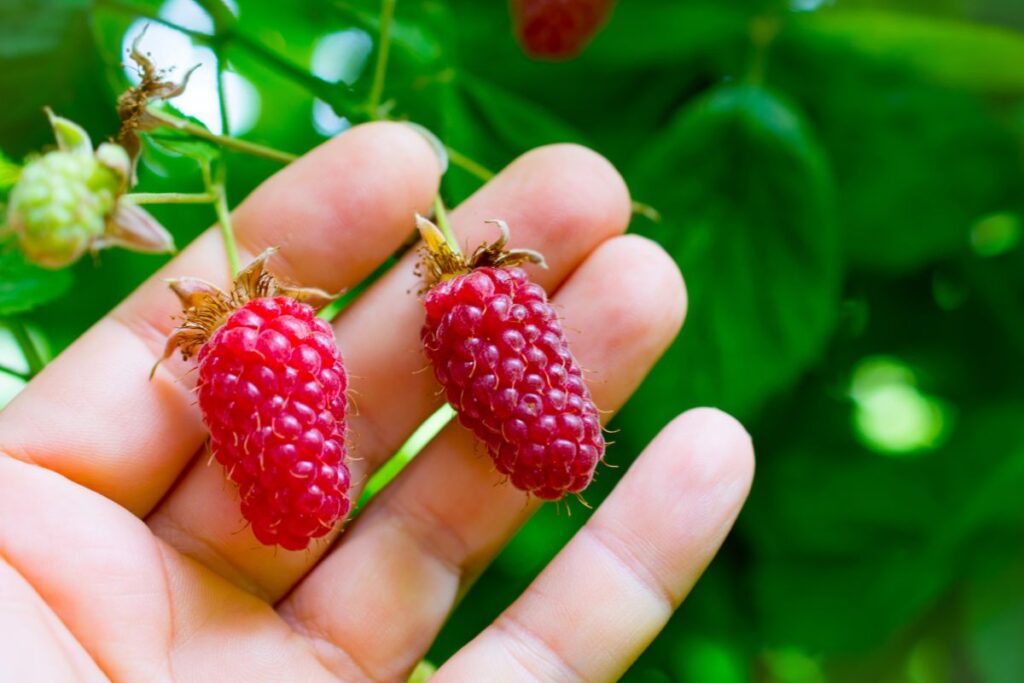 loganberries