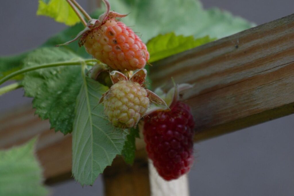 loganberries