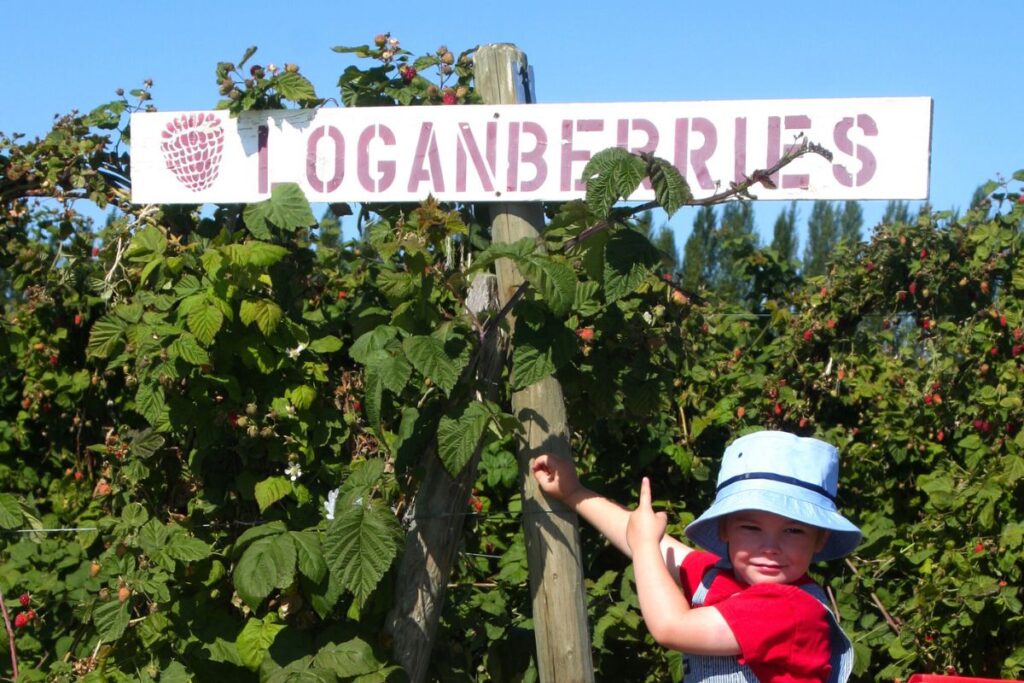 loganberries