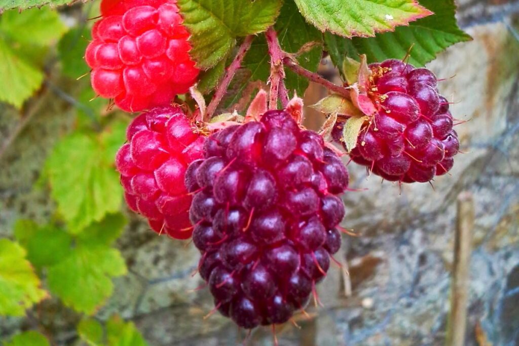 Cómo cultivar loganberries en Perú: guía técnica y práctica Cómo cultivar loganberries en Perú: guía técnica y práctica