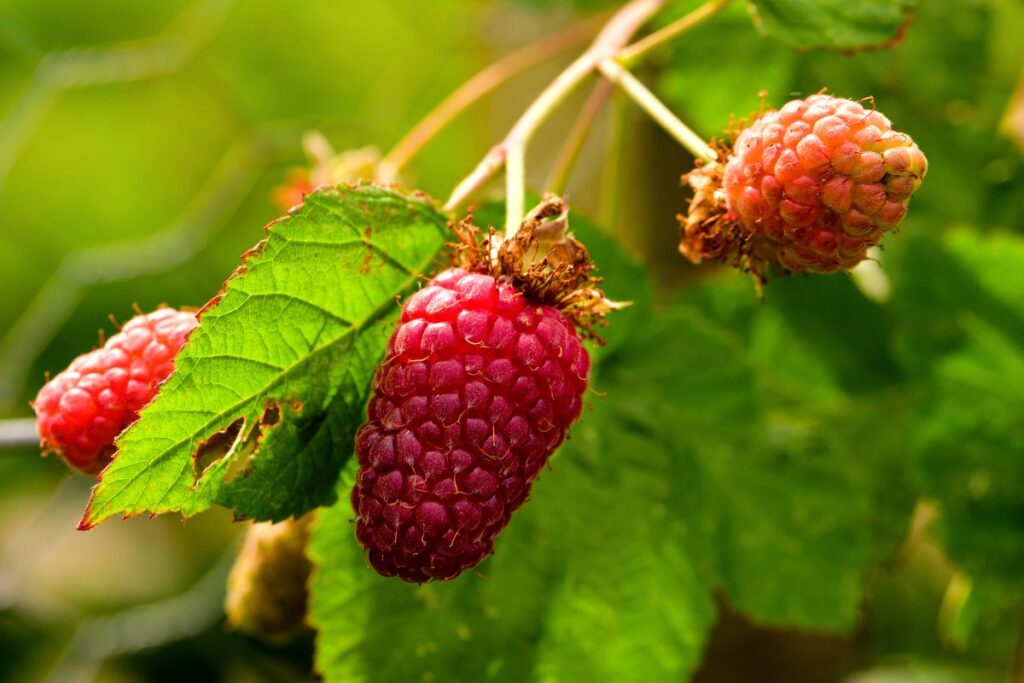 loganberries