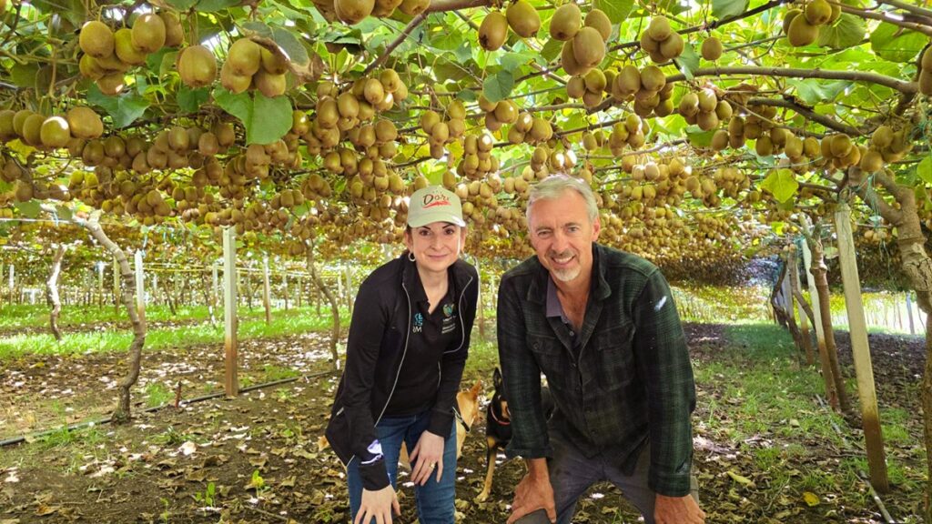 Producción 2025 de kiwi Dorì en Chile, Australia y Sudáfrica consolida su proyección global